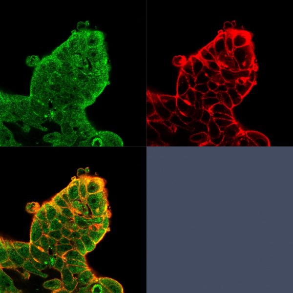 Immunofluorescence Analysis of PFA-fixed MCF-7 cells using EIF4E Mouse Monoclonal Antibody (PCRP-EIF4E-1D3) followed by goat anti-mouse IgG-CF488 (green), phalloidin (red).