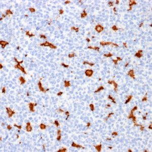 Formalin-fixed, paraffin-embedded human Tonsil stained with AIF1 / Iba1 Mouse Monoclonal Antibody (AIF1/1909).