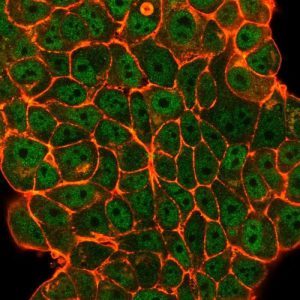 Immunofluorescent analysis of PFA-fixed MCF-7 cells. ELK1 Mouse Monoclonal Antibody (PCRP-ELK1-1D9) followed by goat anti-mouse IgG-CF488 (green); counterstain is phalloidin (red).