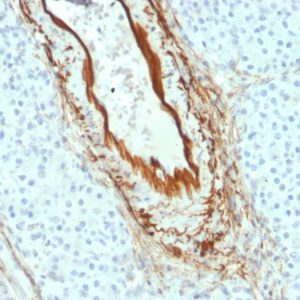 Formalin-fixed, paraffin-embedded human Pancreas stained with Elastin Mouse Monoclonal Antibody (ELN/2069).