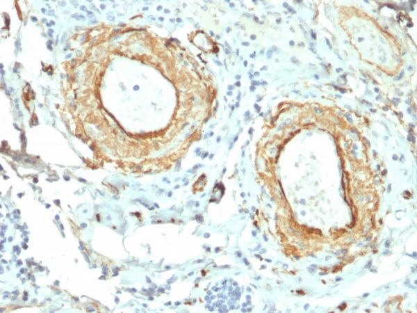 Formalin-fixed, paraffin-embedded human Small Intestine stained with Elastin Mouse Monoclonal Antibody (ELN/2069).