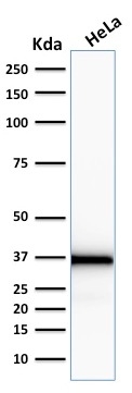 Western Blot Analysis of human HeLa cell lysate using Emerin Mouse Monoclonal Antibody (EMD/2167).