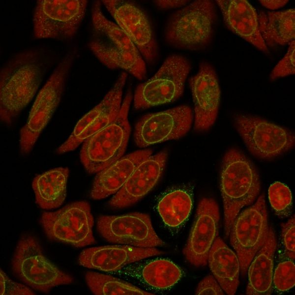 Immunofluorescence Analysis of Human HeLa cells labeling Emerin with Emerin Mouse Monoclonal Antibody (EMD/2167) followed by Goat anti-Mouse IgG-CF488 (Green). The nuclear counterstain is Reddot (Red)
