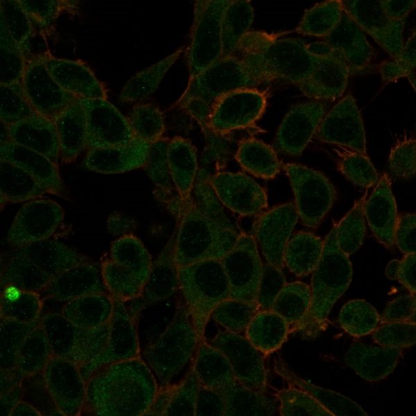 Immunofluorescence Analysis of PFA-fixed HeLa cells using ZBTB7C / KR-POK Mouse Monoclonal Antibody (PCRP-ZBTB7C-4E12) followed by goat anti-mouse IgG-CF488 (green). CF640A phalloidin (red).