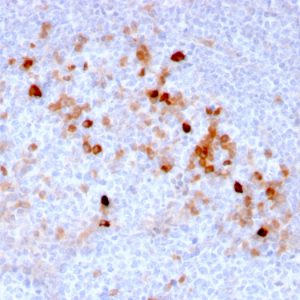 Formalin-fixed, paraffin-embedded human Tonsil stained with Endoglin / CD105 Mouse Monoclonal Antibody (ENG/3269).