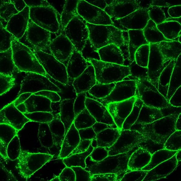 Immunofluorescent staining of PFA-fixed HeLa cells with Endoglin / CD105 Mouse Monoclonal Antibody (ENG/1621) followed by goat anti-mouse IgG-CF488 (Green).