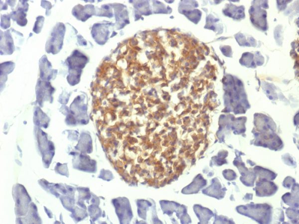 Formalin-fixed, paraffin-embedded Mouse Pancreas stained with NSE gamma Mouse Monoclonal Antibody (ENO2/1375).