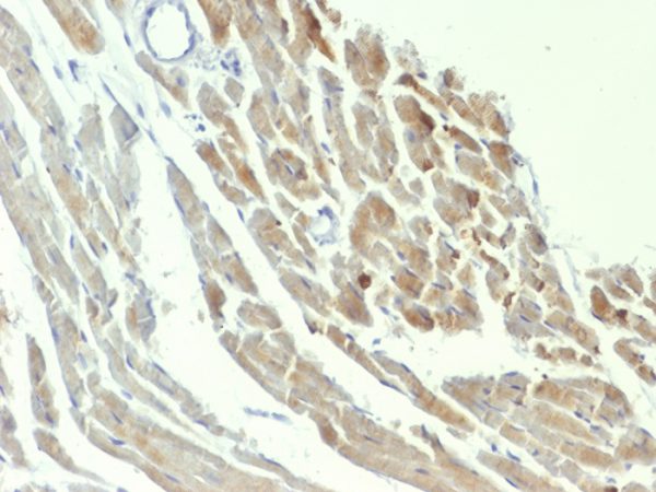 Formalin-fixed, paraffin-embedded Rat Heart stained with NSE gamma Mouse Monoclonal Antibody (ENO2/1375).