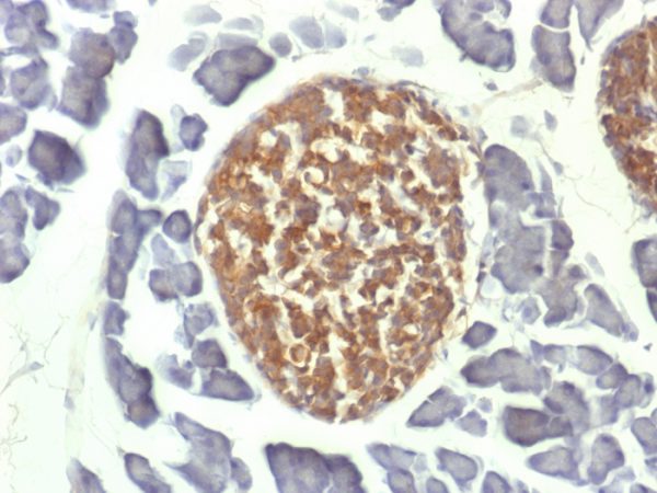 Formalin-fixed, paraffin-embedded Mouse Pancreas stained with NSE gamma Mouse Monoclonal Antibody (ENO2/1462).