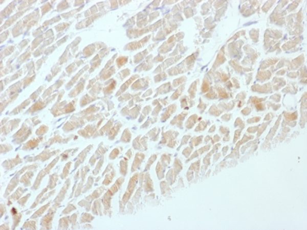 Formalin-fixed, paraffin-embedded Rat Heart stained with NSE gamma Mouse Monoclonal Antibody (ENO2/1462).