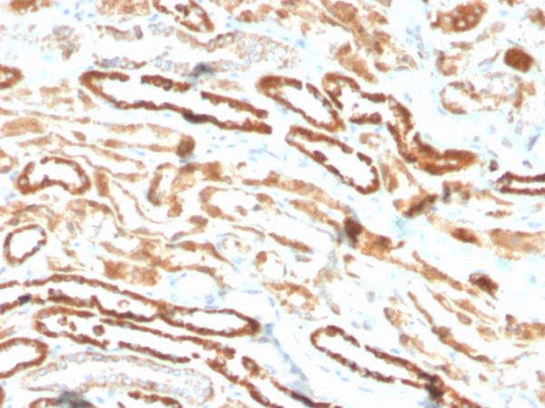 Formalin-fixed, paraffin-embedded human kidney stained with Erythropoietin Recombinant Rabbit Monoclonal Antibody (EPO/3793R).