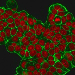Immunofluorescent staining of MeOH-fixed MCF-7 cells with HER-2 Monospecific Mouse Monoclonal Antibody (HRB2/451) followed by goat anti-Mouse IgG-CF488 (Green). Nuclei are stained with Reddot (Red).