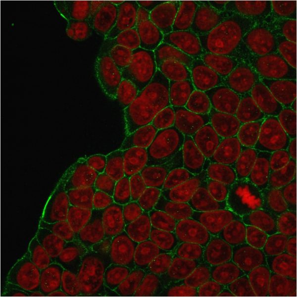 Immunofluorescent staining of MCF-7 cells with HER-2 Mouse Monoclonal Antibody (HRB2/273) followed by goat anti-Mouse IgG-CF488 (Green). Nuclei are stained with Reddot (Red).
