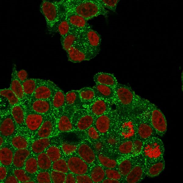 Immunofluorescence Analysis of PFA-fixed MCF-7 cells stained with HER-2 Recombinant Rabbit Monoclonal Antibody (ZR5) followed by goat anti-rabbit IgG-CF488 (green); nuclear counterstain is reddot (red).