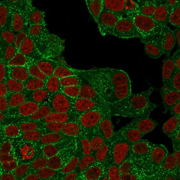 Immunofluorescence Analysis of PFA-fixed MCF-7 cells stained with HER-2 Recombinant Rabbit Monoclonal Antibody (ERBB2/4439R) followed by goat anti-rabbit IgG-CF488 (green); nuclear counterstain is RedDot.