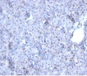 Formalin-fixed, paraffin-embedded human pancreas stained with AKT1 Mouse Monoclonal Antibody (AKT1/2784). HIER: Tris/EDTA, pH9.0, 45min. 2 °: HRP-polymer, 30min. DAB, 5min.