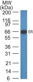 Western Blot of MCF-7 cell lysate using Estrogen Receptor alpha Mouse Monoclonal Antibody (ER505).