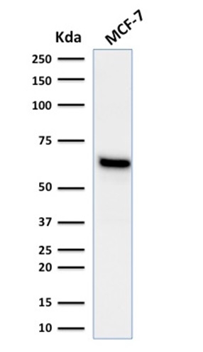 Western Blot Analysis of human MCF-7 cell lysate using Estrogen Receptor alpha Mouse Monoclonal Antibody (ESR1/1935).