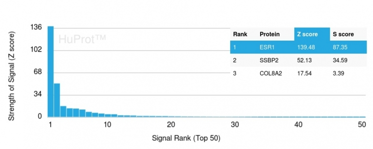 Analysis of Protein Array containing more than 19,000 full-length human proteins using Estrogen Receptor alpha Mouse Monoclonal Antibody (ESR1/3559) Z- and S- Score: The Z-score represents the strength of a signal that a monoclonal antibody (MAb) (in combination with a fluorescently-tagged anti-IgG secondary antibody) produces when binding to a particular protein on the HuProtTM array. Z-scores are described in units of standard deviations (SD’s) above the mean value of all signals generated on that array. If targets on HuProtTM are arranged in descending order of the Z-score, the S-score is the difference (also in units of SD’s) between the Z-score. S-score therefore represents the relative target specificity of a MAb to its intended target. A MAb is considered to specific to its intended target, if the MAb has an S-score of at least 2.5. For example, if a MAb binds to protein X with a Z-score of 43 and to protein Y with a Z-score of 14, then the S-score for the binding of that MAb to protein X is equal to 29. Estrogen Receptor, alpha (Marker of Estrogen Dependence) Antibody - Image 4