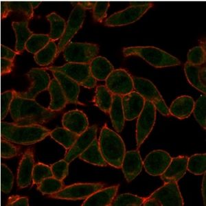 Immunofluorescence Analysis of PFA-fixed HeLa cells stained using ETS2 Mouse Monoclonal Antibody (PCRP-ETS2-1D9)