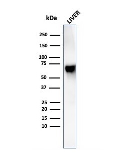 Western blot analysis of human liver tissue lysate using Albumin Recombinant Mouse Monoclonal Antibody (rALB/6410).
