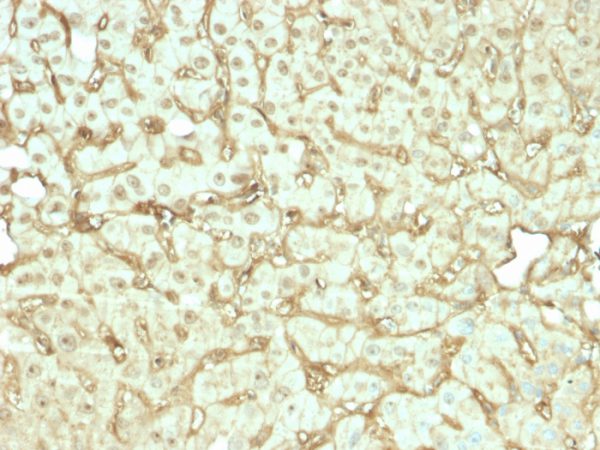Formalin-fixed, paraffin-embedded human liver stained with Albumin Recombinant Mouse Monoclonal Antibody (rALB/6412).