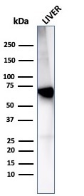 Western blot analysis of human liver tissue lysate using Albumin Recombinant Mouse Monoclonal Antibody (rALB/6414).