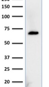 Western Blot Analysis of HepG2 cell lysate using Albumin Monospecific Mouse Monoclonal Antibody (ALB/2356).