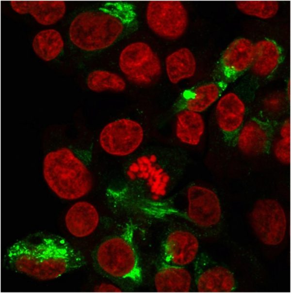 Immunofluorescent staining of paraformaldehyde-fixed HepG2 cells with Albumin Monospecific Mouse Monoclonal Antibody (ALB/2356)followed by goat anti-Mouse IgG-CF488 (Green). Nuclei are labelled with Reddot (Red).