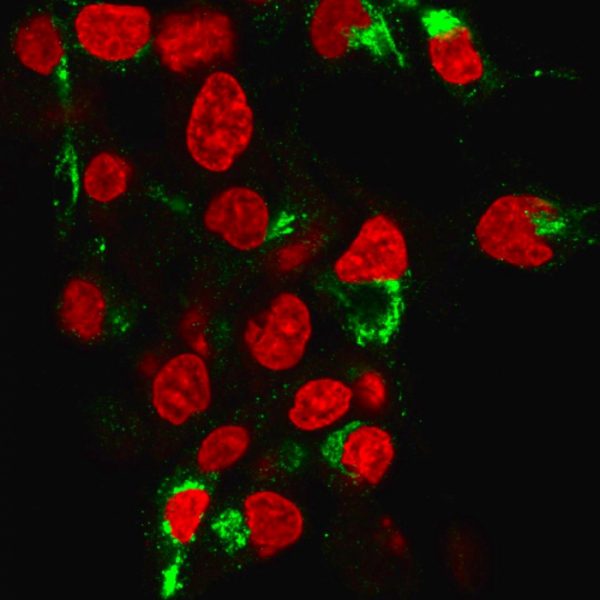 Immunofluorescence analysis of human HeP-G2 cells labeled with Albumin Recombinant Rabbit Monoclonal Antibody (ALB/6413R) followed by goat anti-mouse IgG-CF488 (green). Counterstained with RedDot (red).