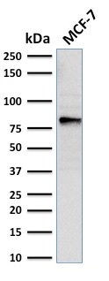 Western Blot Analysis of MCF-7 cell lysate using EZH2 / KMT6 Mouse Monoclonal Antibody (EZH2/2536).