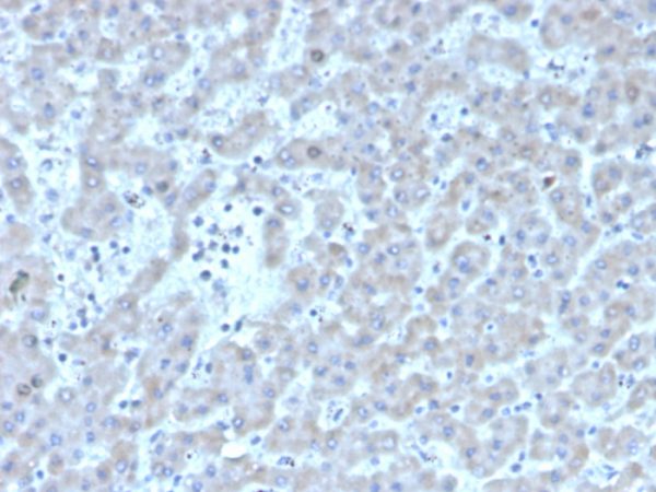 Formalin-fixed, paraffin-embedded human liver stained with Coagulation Factor VII Mouse Monoclonal Antibody (F7/3511).