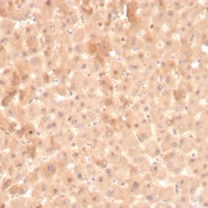 Formalin-fixed, paraffin-embedded human liver stained with Coagulation Factor VII Mouse Monoclonal Antibody (F7/3516).