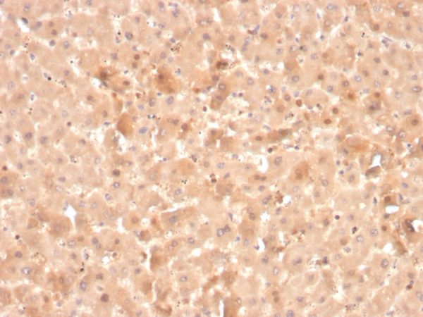 Formalin-fixed, paraffin-embedded human liver stained with Coagulation Factor VII Mouse Monoclonal Antibody (F7/3516).