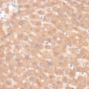 Formalin-fixed, paraffin-embedded human liver stained with Coagulation Factor VII Mouse Monoclonal Antibody (F7/3618).
