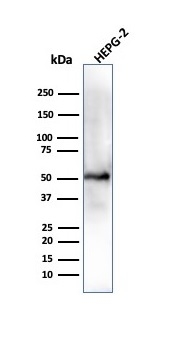 Western Blot Analysis of HEPG-2 cell lysate using  ALDH1A1 Mouse Monoclonal Antibody (ALDH1A1/4793).