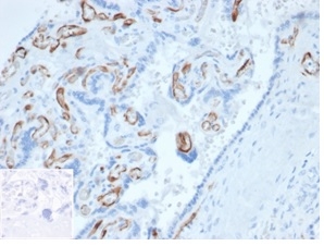 Formalin-fixed, paraffin-embedded human placenta stained with FABP4 Mouse Monoclonal Antibody (FABP4/4423) at 2ug/ml. Inset: PBS instead of primary antibody, secondary only negative control.