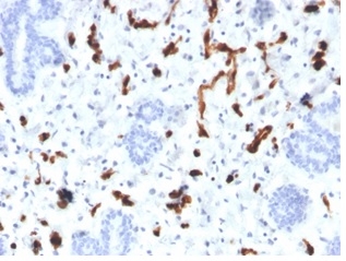 Formalin-fixed, paraffin-embedded human placenta stained with FABP4 Mouse Monoclonal Antibody (FABP4/4423).