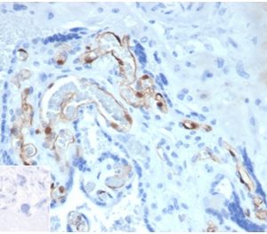 Formalin-fixed, paraffin-embedded human placenta stained with FABP4 Mouse Monoclonal Antibody (FABP4/4424) at 2ug/ml.