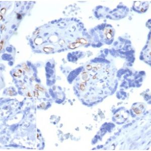 Formalin-fixed, paraffin-embedded human placenta stained with FABP4 Mouse Monoclonal Antibody (FABP4/4426) at 2ug/ml.