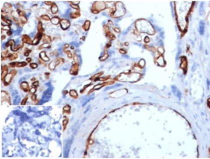 Formalin-fixed, paraffin-embedded human placenta stained with FABP4 Mouse Monoclonal Antibody (FABP4/4429) at 2ug/ml.