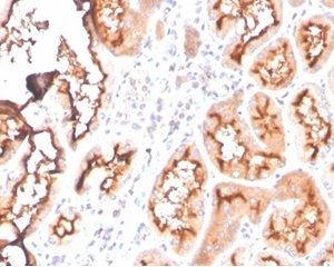 Formalin-fixed, paraffin-embedded human kidney stained with FABP1 Mouse Monoclonal Antibody (FABP1/3940).
