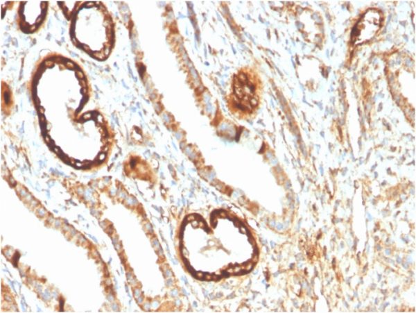 Formalin-fixed, paraffin-embedded human kidney stained with FABP1 Mouse Monoclonal Antibody (FABP1/3483).