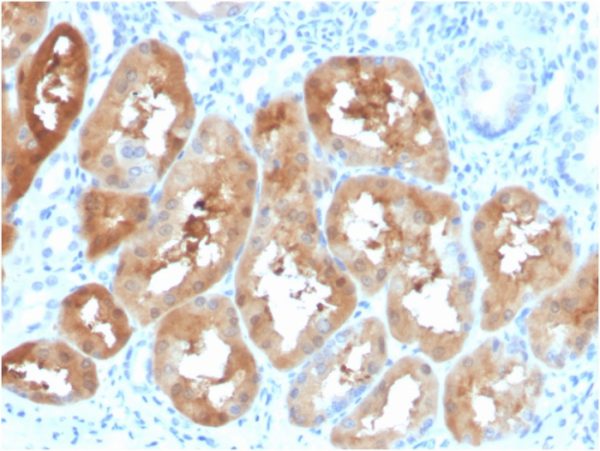Formalin-fixed, paraffin-embedded human kidney stained with FABP1 Mouse Monoclonal Antibody (FABP1/3484).