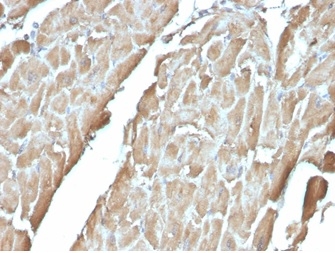 Formalin-fixed, paraffin-embedded human heart stained with FABP3 Mouse Monoclonal Antibody (FABP3/3430).