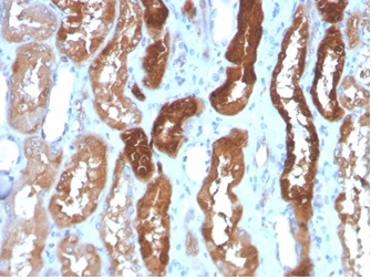Formalin-fixed, paraffin-embedded human kidney stained with FABP3 Mouse Monoclonal Antibody (FABP3/3430).