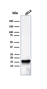 SDS-PAGE Analysis of Purified FABP5 Mouse Monoclonal Antibody (FABP5/3750). Confirmation of Purity and Integrity of Antibody.