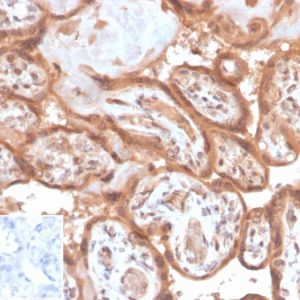 Formalin-fixed, paraffin-embedded human placenta stained with Fibroblast Activation Protein Mouse Monoclonal Antibody (FAP/4853). Inset: PBS instead of primary antibody, secondary only negative control.