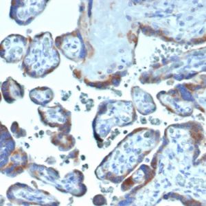 Formalin-fixed, paraffin-embedded human placenta stained with Fibroblast Activation Protein Mouse Monoclonal Antibody (FAP/4854).
