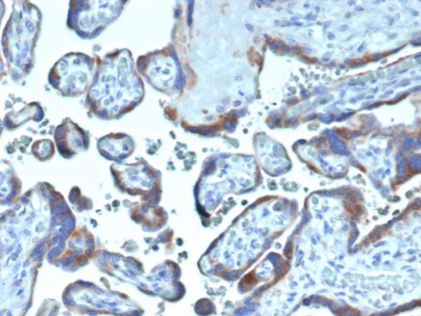 Formalin-fixed, paraffin-embedded human placenta stained with Fibroblast Activation Protein Mouse Monoclonal Antibody (FAP/4854).